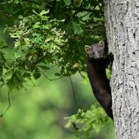 Oct 06 : Philippe CUMONT