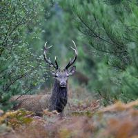 Oct 08 : Philippe CUMONT