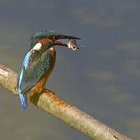 Oct 19 : Philippe DUVAL