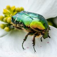 Nov 20 : Christian SIRET