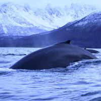 Dec 21 : Philippe CUMONT