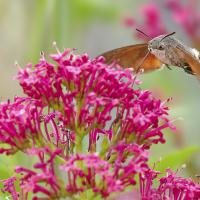 Dec 34 : Emmanuel ALANVERT