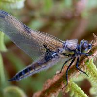 Dec 39 : Christian SIRET