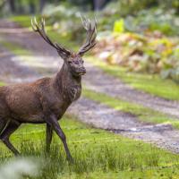 Dec 50 : Catherine BOURGEOIS