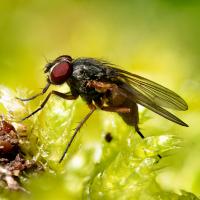 Jan 17 : Emmanuel ALANVERT