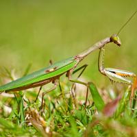 Fev 06 : Emmanuel ALANVERT