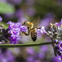 Fev 31 : Philippe DUVAL