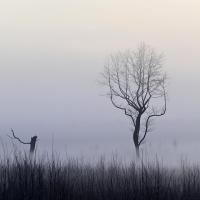 Fev 40 : Philippe CUMONT