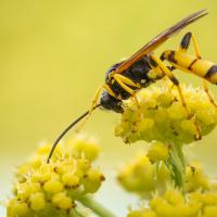 Mar 02 : Philippe DUVAL