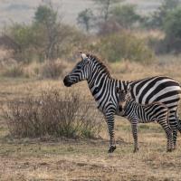 Mar 04 : Jean Paul BOURGEOIS