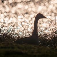 Mar 12 : Emmanuel ALANVERT