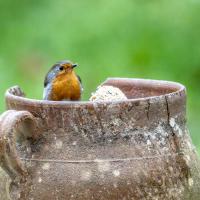 Mar 13 : Jean Alliot