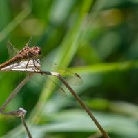 Mar 18 : Emmanuel ALANVERT