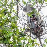 Mar 37 : Jean Alliot