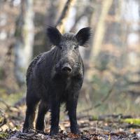 avril 04 : Philippe CUMONT