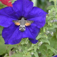 avril 21 : France COTONNEC