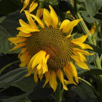 avril 27 : Philippe CUMONT