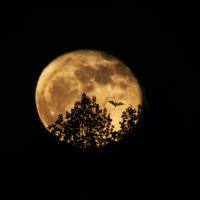 32 mai : Philippe DUVAL