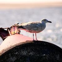 51 mai : Paul ROUSSY