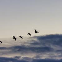 juin 20 : Catherine BOURGEOIS