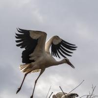 juin 21 : Jean ALLIOT