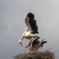 juin 10 : Jean ALLIOT