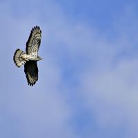 juin 18 : Philippe CUMONT