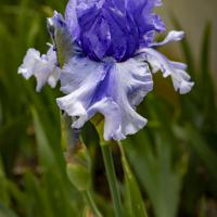 juin 35 : Pierre ESTEFFE