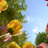 juin 39 : France COTONNEC