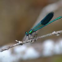 oct 51 : Aurélie PILARD