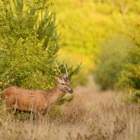 nov 27 : Philippe CUMONT