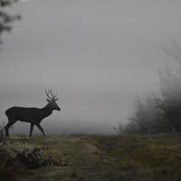 nov 28 : Philippe CUMONT