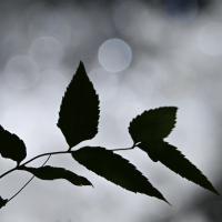 nov 29 : Philippe CUMONT