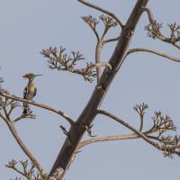 nov 32 : Philippe DUVAL