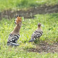 nov 45 : Jean Paul BOURGEOIS