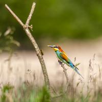 nov 47 : Catherine BOURGEOIS