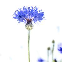 nov 54 : Emmanuel ALANVERT