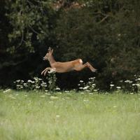 nov 56 : Monique NUVIALA