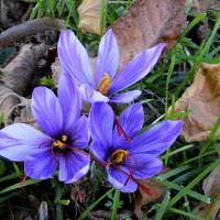 nov 05 : France COTONNEC