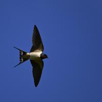 dec 01 : Philippe CUMONT