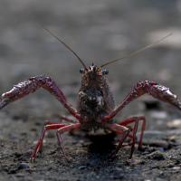 dec 18 : Philippe DUVAL