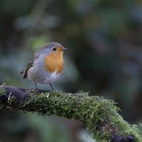 dec 36 : Philippe DUVAL