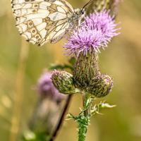 dec 39 : Emmanuel ALANVERT