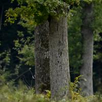 dec 35 : Philippe CUMONT