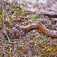 dec 37 : Philippe CUMONT