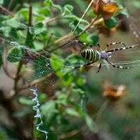 dec 42 : Antony FEUILLET