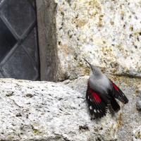 fev33 : Philippe DUVAL