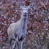 fev07 : Philippe CUMONT