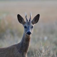 fev12 : Philippe CUMONT