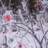 fev32 : France COTONNEC